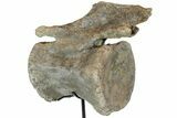 Dinosaur (Camarasaurus) Caudal Vertebra - Metal Stand #77946-4